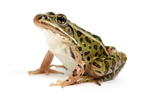 Leopard Frog For Sale, Baby Leopard Frog For Sale, Leopard Frog For Sale Cheap, Leopard Frog For Sale Near Me, Leopard Frog For Sale Canada, Leopard Frog For Sale Europe, Leopard Frog For Sale Uk, Leopard Frog For Sale Usa